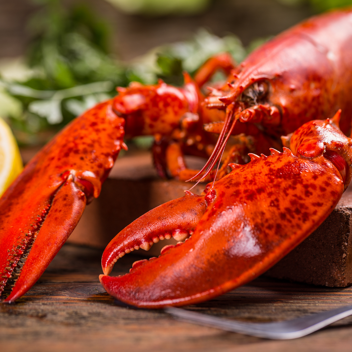 Cooked whole lobster